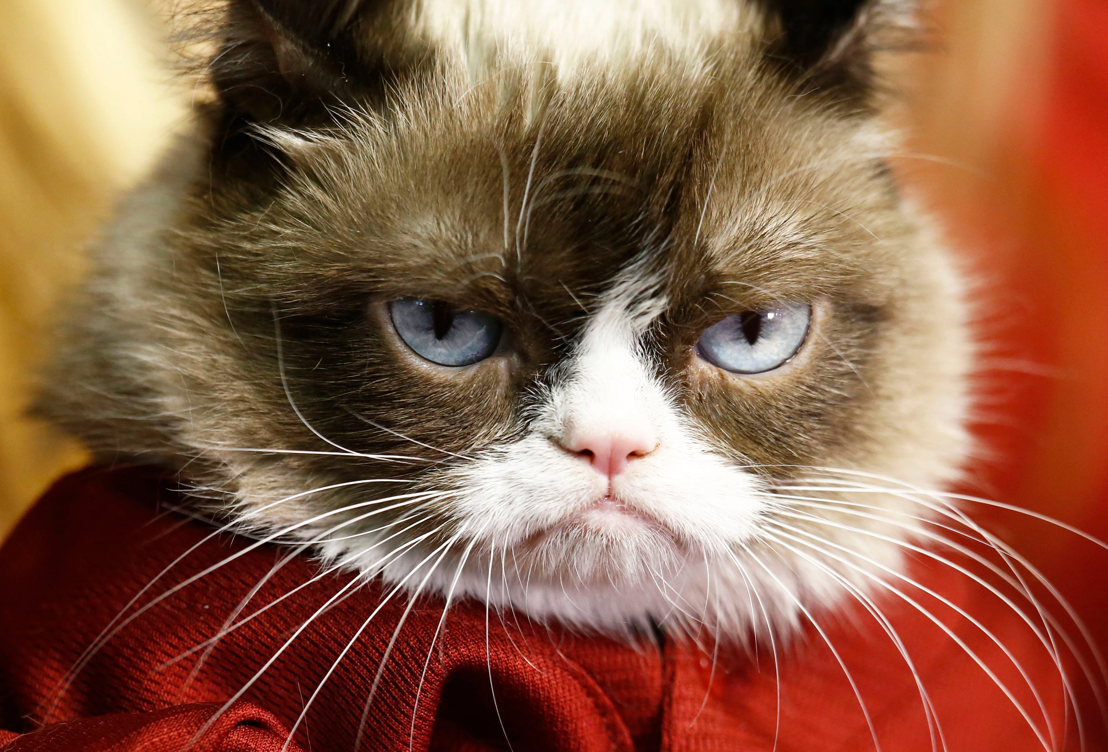 Grumpy Cat wins 710,000 in copyright lawsuit against Grenade Beverage picture Grumpy Cat wins 710,000 in copyright lawsuit against Grenade Beverage pics